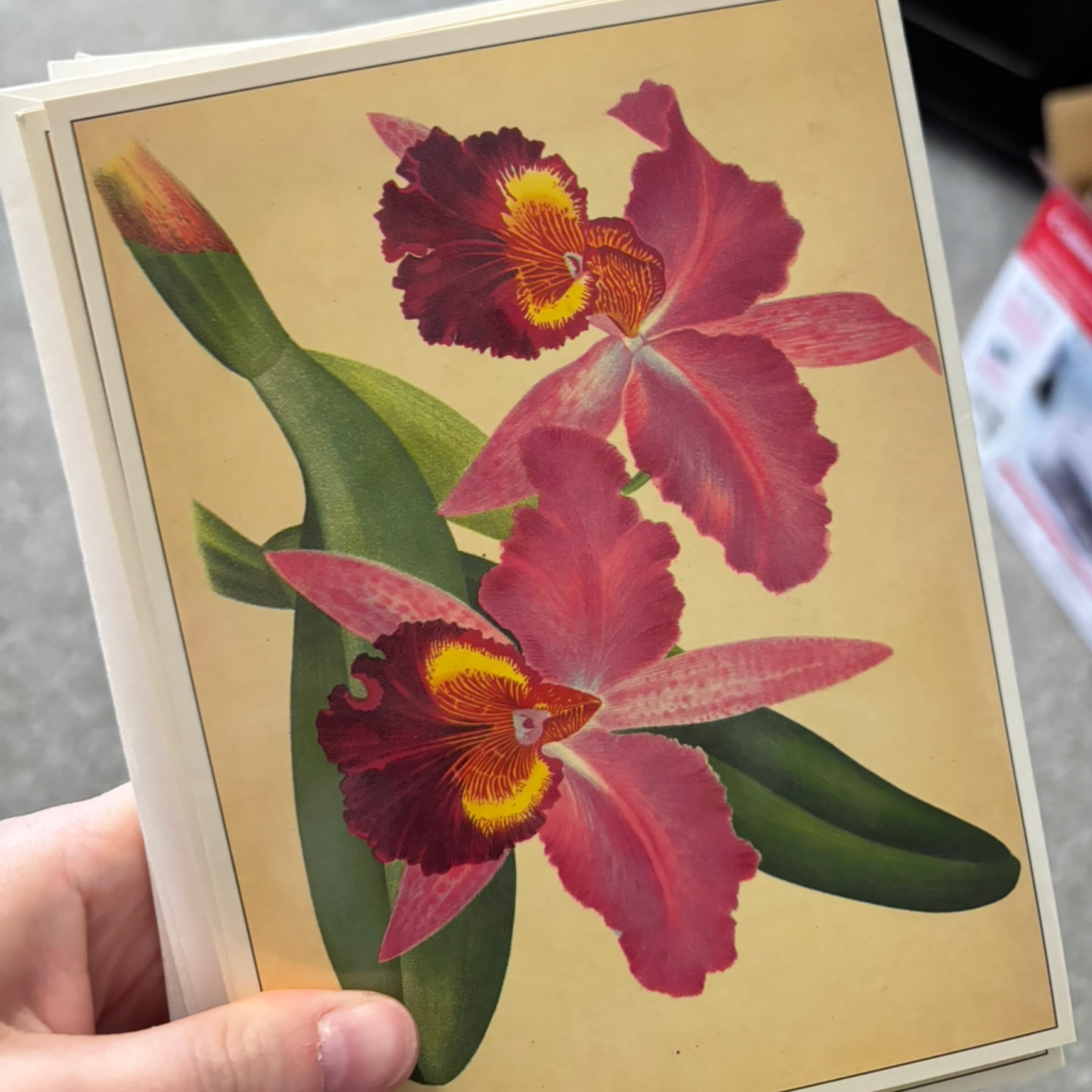 Vintage botanical card